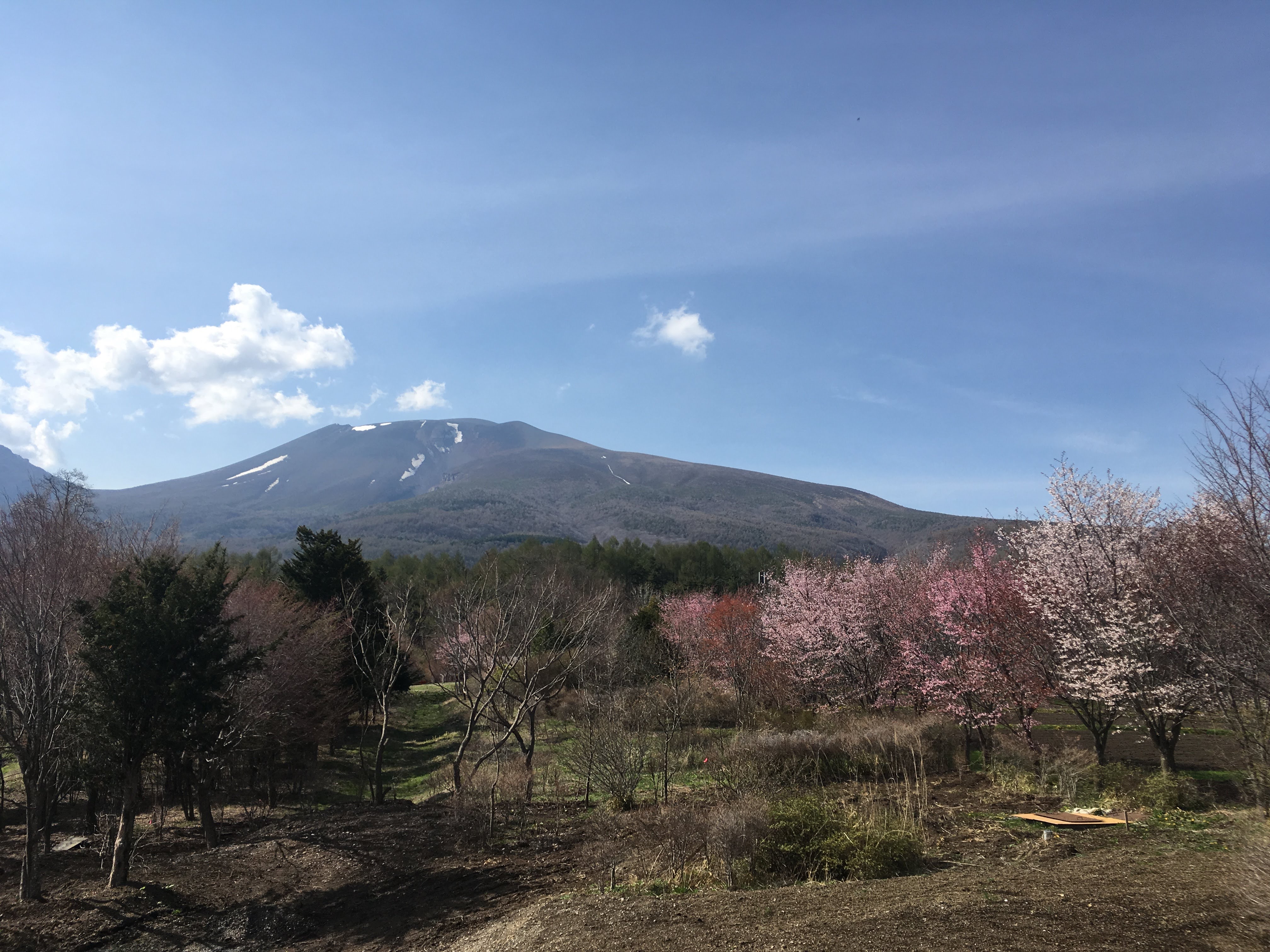 春の浅間山（残雪と桜）GW前半が桜も見頃です